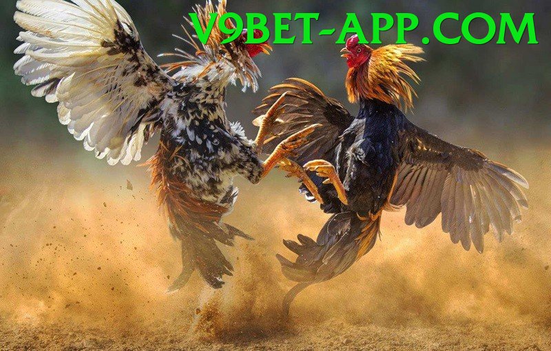 Đá Gà Trực Tiếp - v9bet - Online